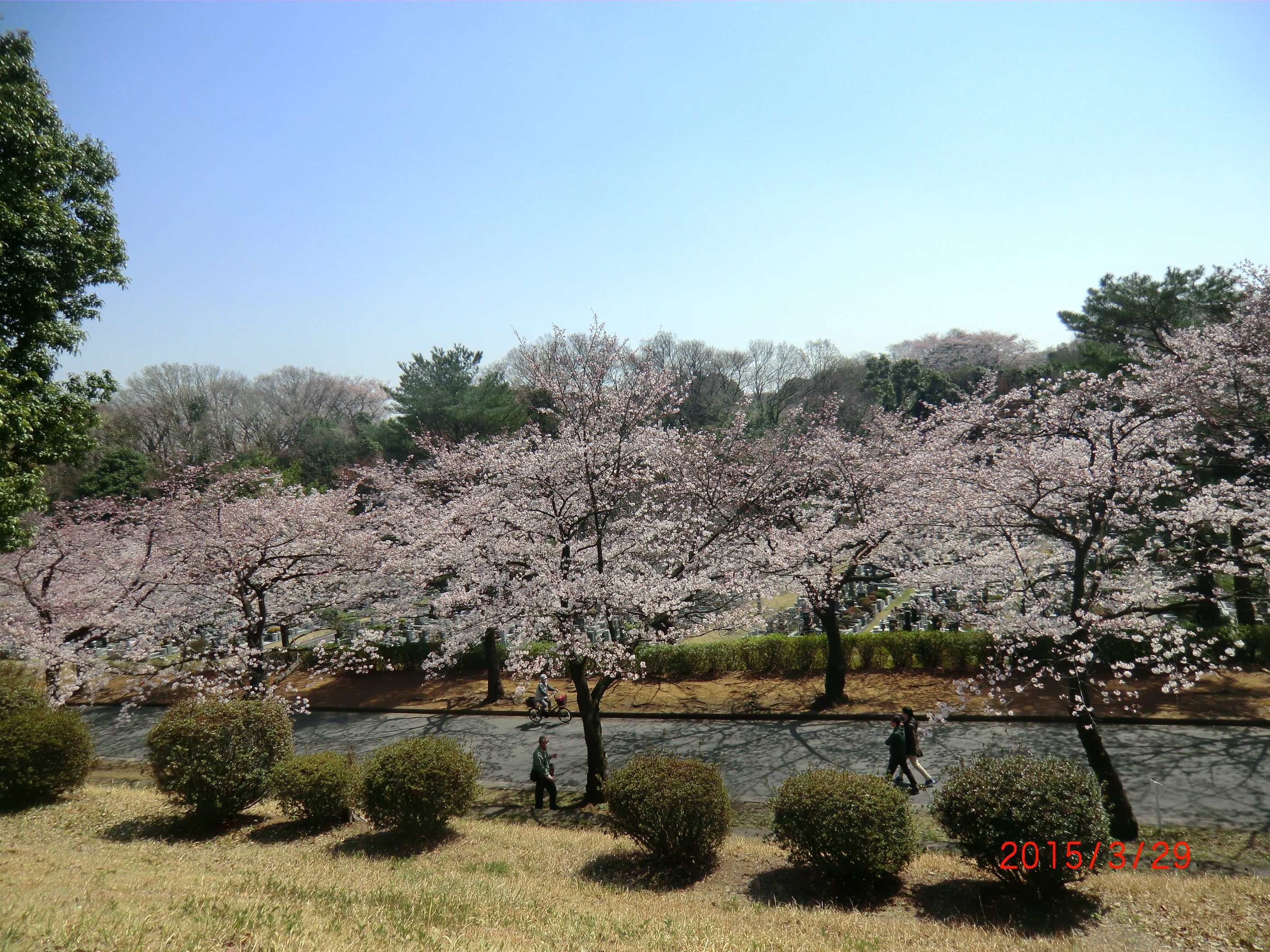 １５－３－３０津田山桜 001.JPG