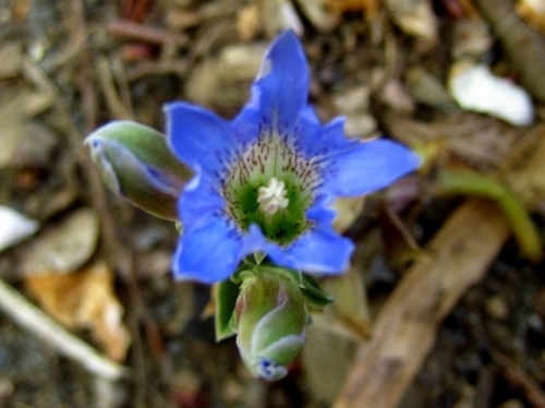 フデリンドウの青紫の小さな花 フデリンドウの名は 花の閉じた形が筆の穂先に似ていることから名づけられました しろうと自然科学者の自然観察日記 楽天ブログ