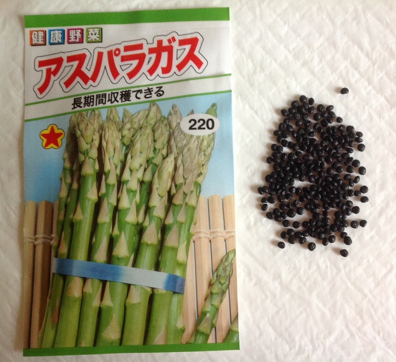 s-アスパラガスの種です。１９８円２２０粒.jpg