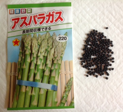 s-アスパラガスの種です。１９８円２２０粒.jpg