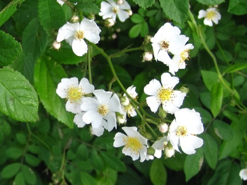 素朴な可愛らしさ という花言葉があるノイバラの花 5月の玉川上水緑道 しろうと自然科学者の自然観察日記 楽天ブログ