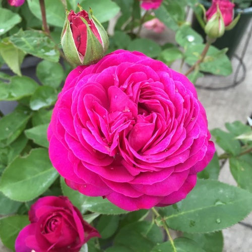 2016-05-06 14.36.46.jpg