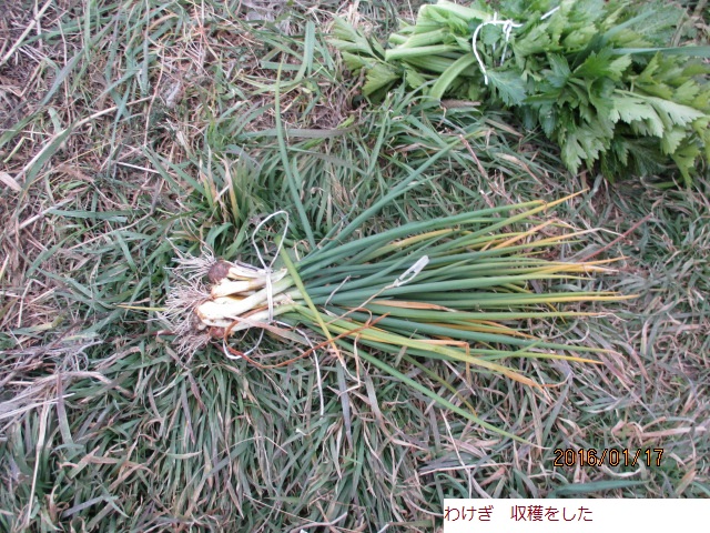 わけぎ.JPG