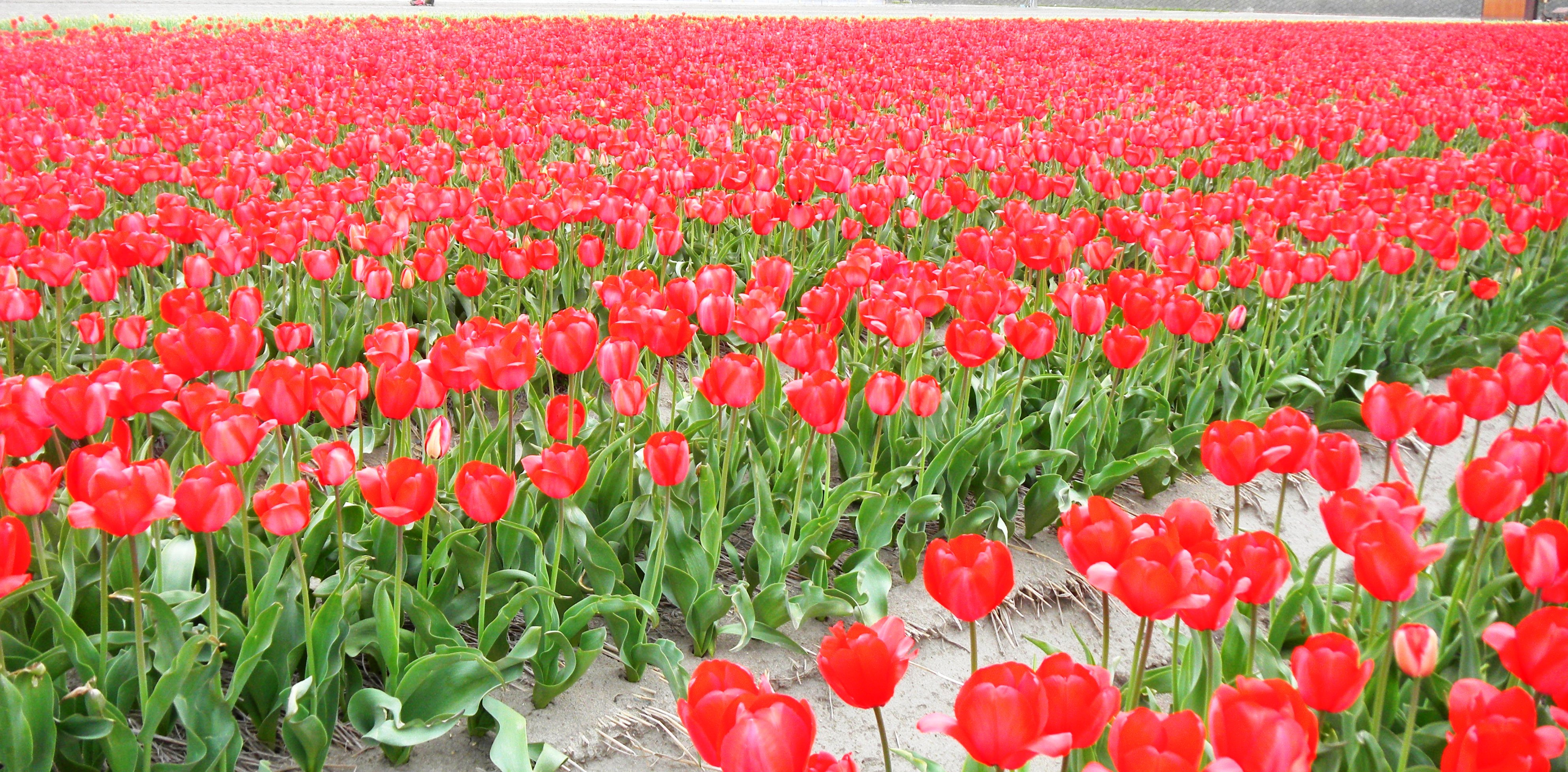 チューリップ畑 (6).JPG