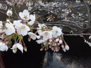 2015年3月25日　中目黒の桜