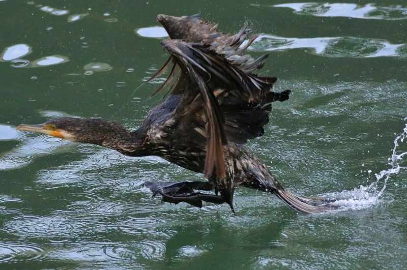 P95A0383 (800x531).jpg