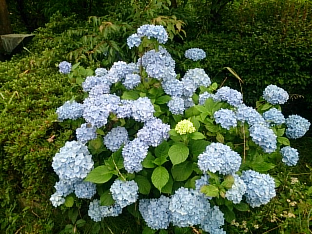 20150705  DSC_0002.jpg