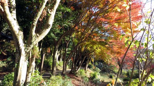 長安寺 (2).JPG