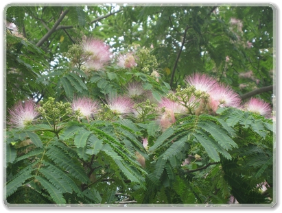 0548ねむの木の花_0548.jpg