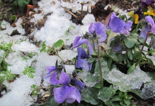 雪の朝.JPG