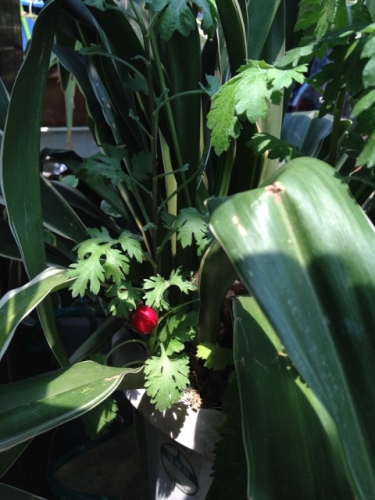 IMG_7010 (480x640).jpg