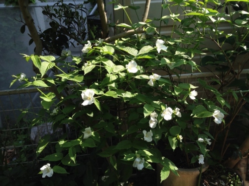 IMG_7002 (640x480).jpg