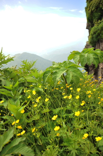 15谷川岳の花.jpg