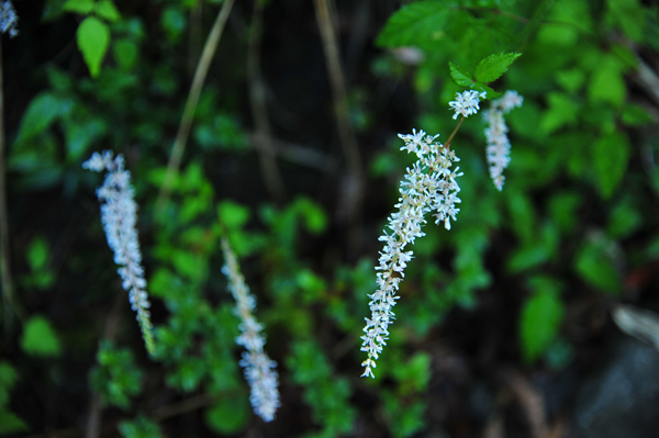 DSC_0714山吹升麻.jpg