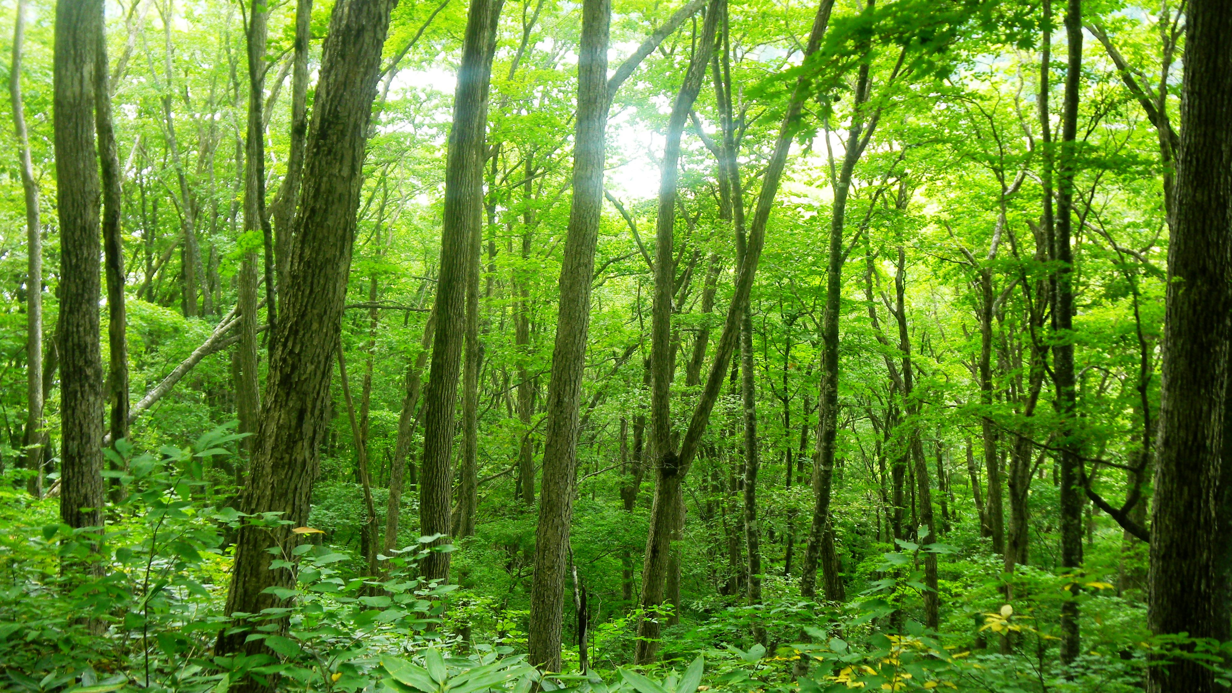 035小谷山城跡 (3).JPG