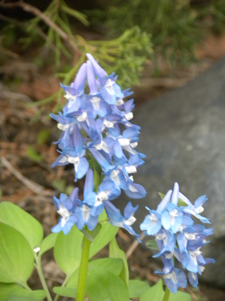 DSCN1075.JPG