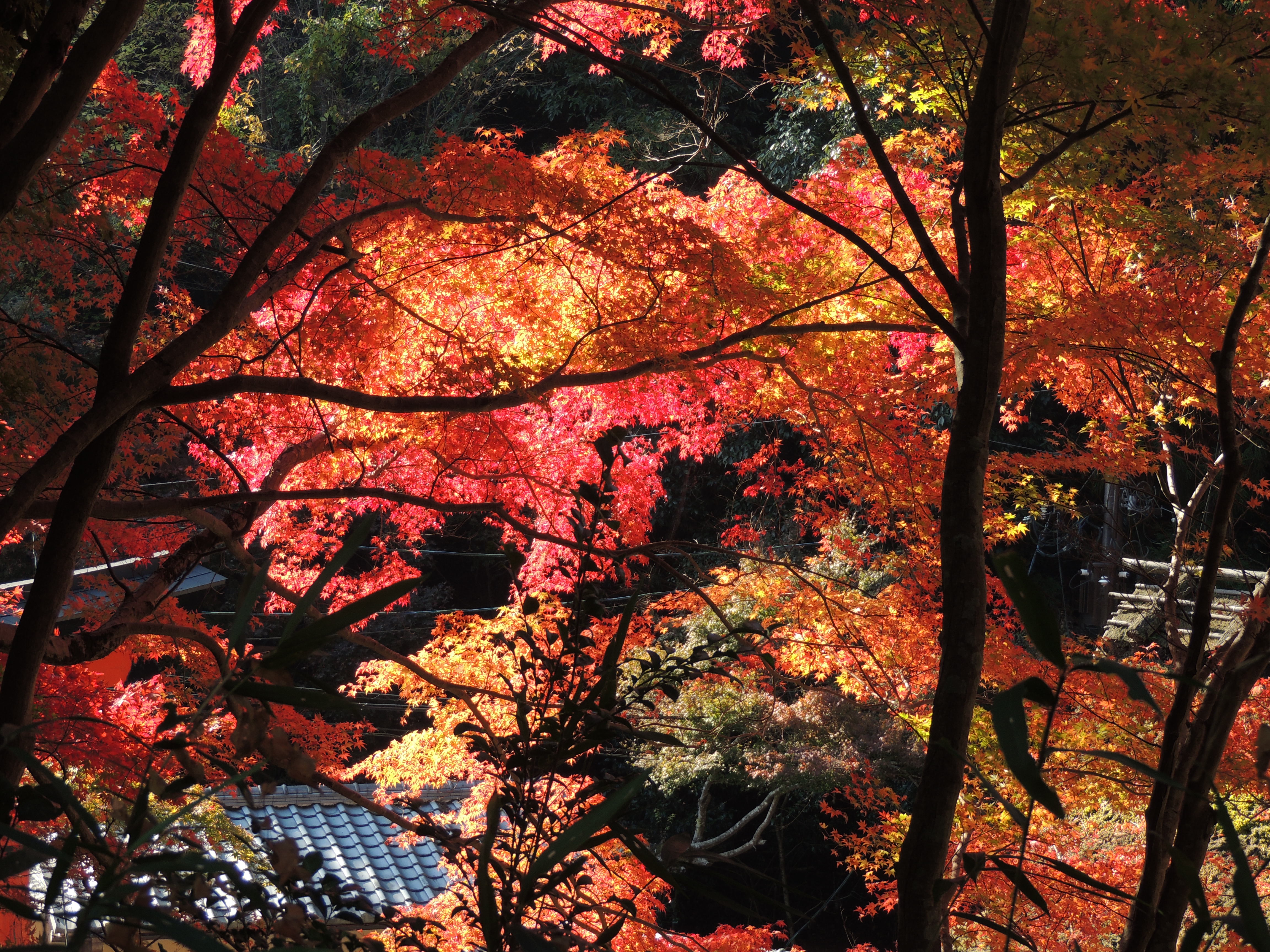 嵯峨鳥居本.JPG