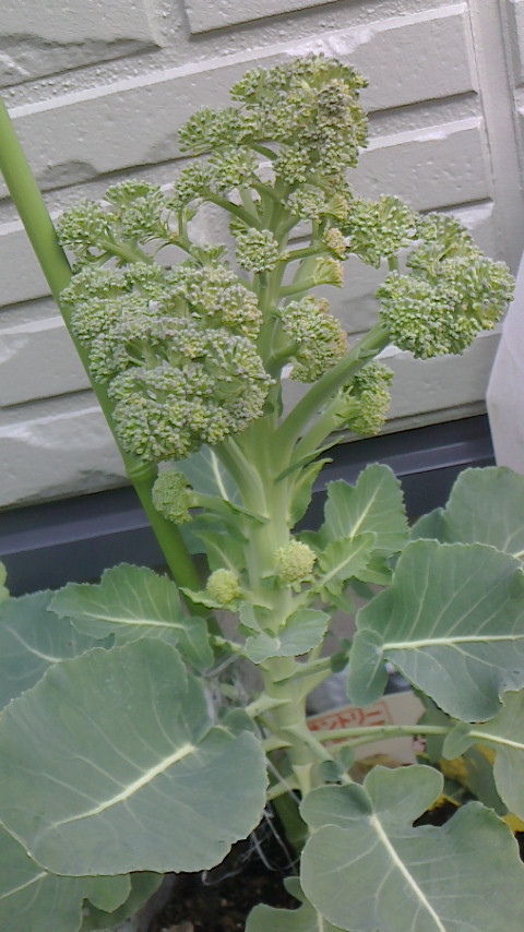NEC_0050.JPG