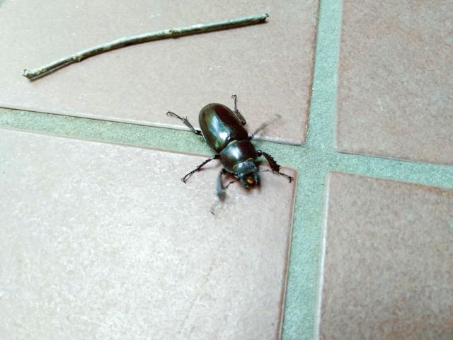 250708kuwagata2.jpg