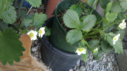 イチゴの花びらの枚数は ネコ様とガーデニング 楽天ブログ