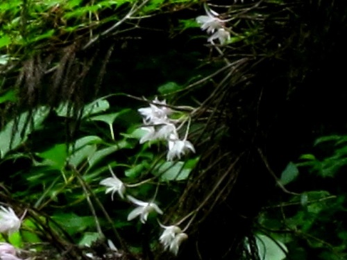 杉の木の枝で咲くセッコクの花 花言葉は 私を元気づける あなたを元気づける 豊かな笑顔 です 登山者の疲れを一気に癒してくれる美しい花です しろうと自然科学者の自然観察日記 楽天ブログ