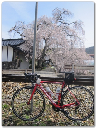 1875枝垂れ桜（吉田口駅）_1875.jpg