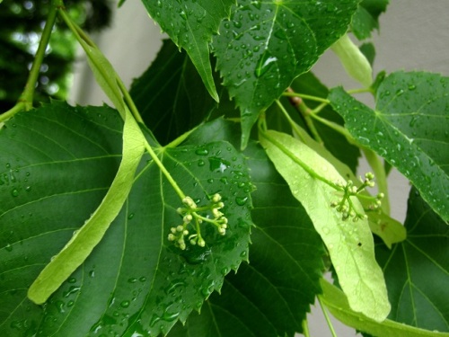 シナノキの花 花序の柄に細長い苞葉がついている独特の形が特徴的です 北海道で出合った植物 その5 しろうと自然科学者の自然観察日記 楽天ブログ