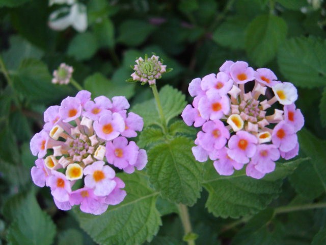 DSC09406.JPG