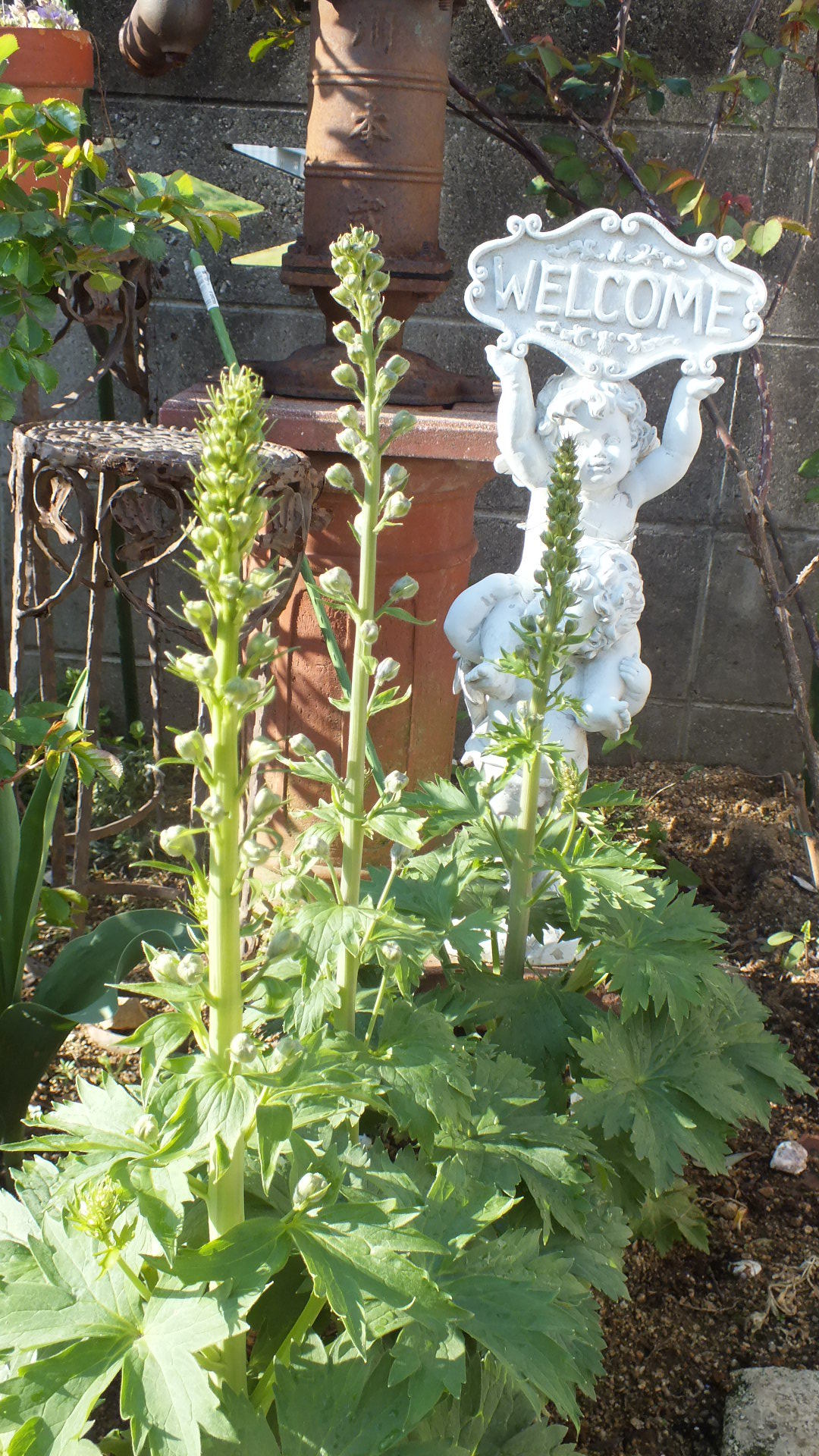 DSCF5825.JPG