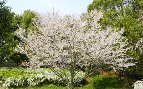 満開の桜.JPG