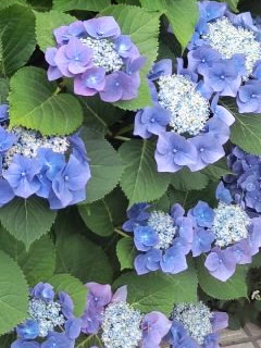 青紫ガクアジサイの茂み20130001.jpg