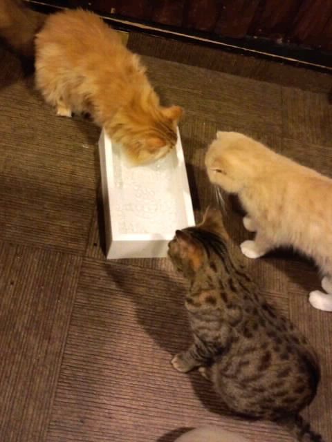 水分補給はこまめににゃ2017