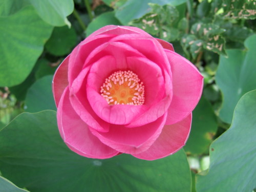 2014_0801lotus0008.JPG