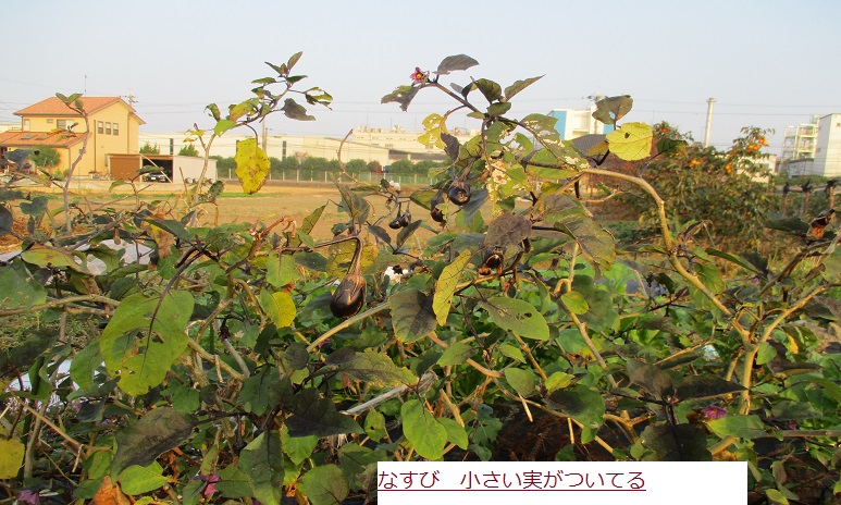 なすひ.JPG