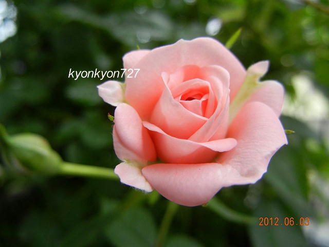 パティオローズ3