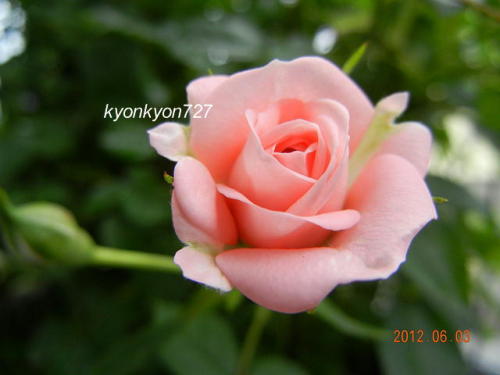 パティオローズ3