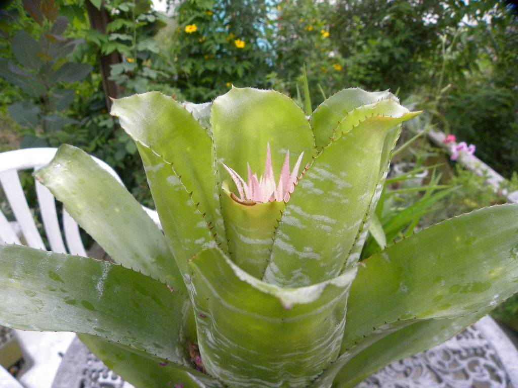 DSCN7905.JPG