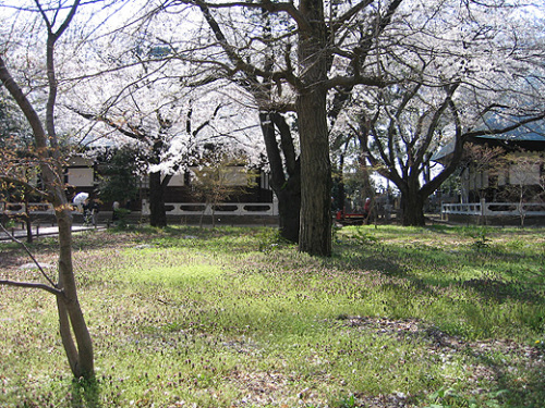 2012sakura04.jpg