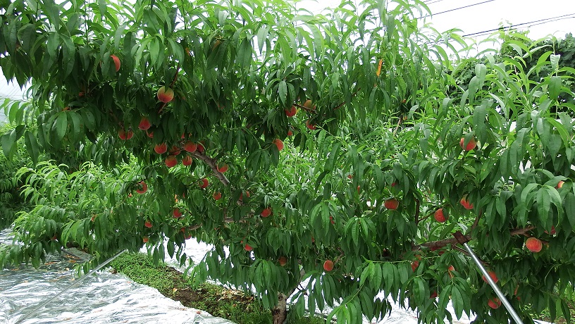 DSCF9074.JPG