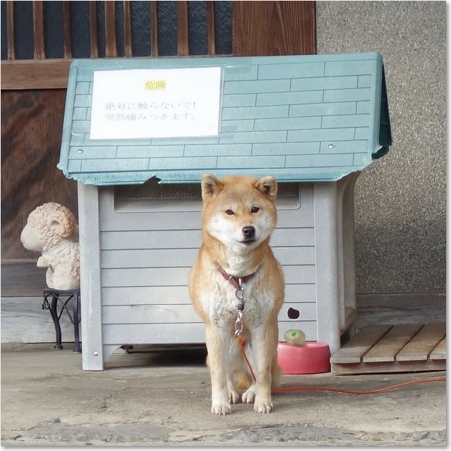 33危険な愛犬