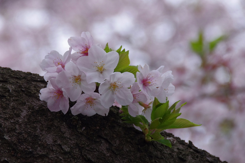 2016Sakura18.jpg