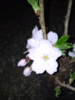 闇に浮かぶ桜_高瀬川4月2日