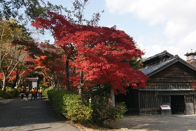 DSC01997.jpg