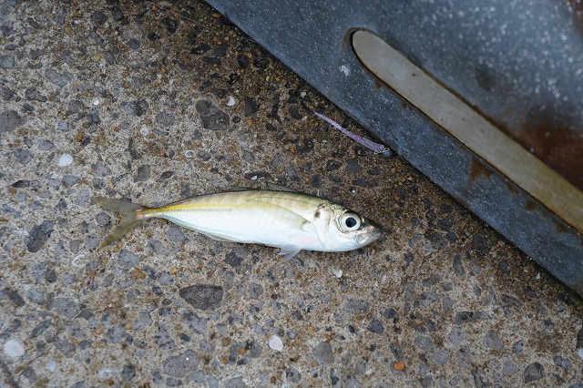 showPhoto (640×426)