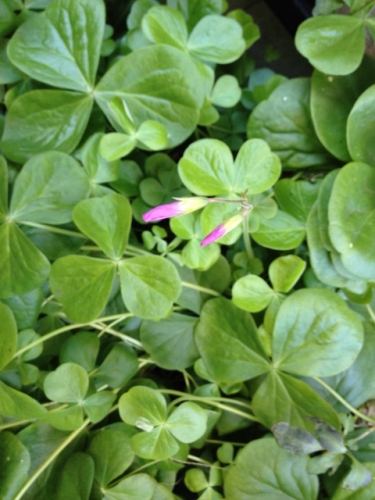 IMG_2583 (480x640).jpg