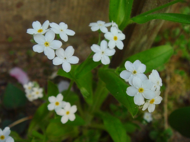 DSC01536.jpg