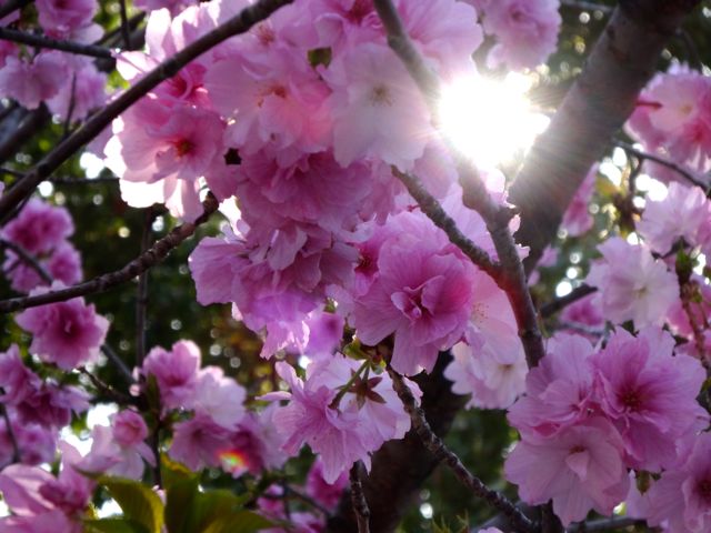 2014.4ueno3.jpg