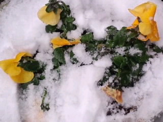 雪をかぶったパンジー2014