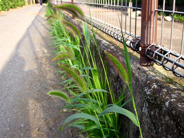 002ムラサキエノコロ2012.6.29.JPG