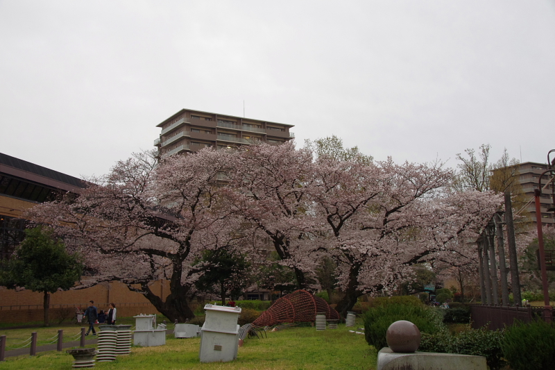 2016Sakura12.jpg